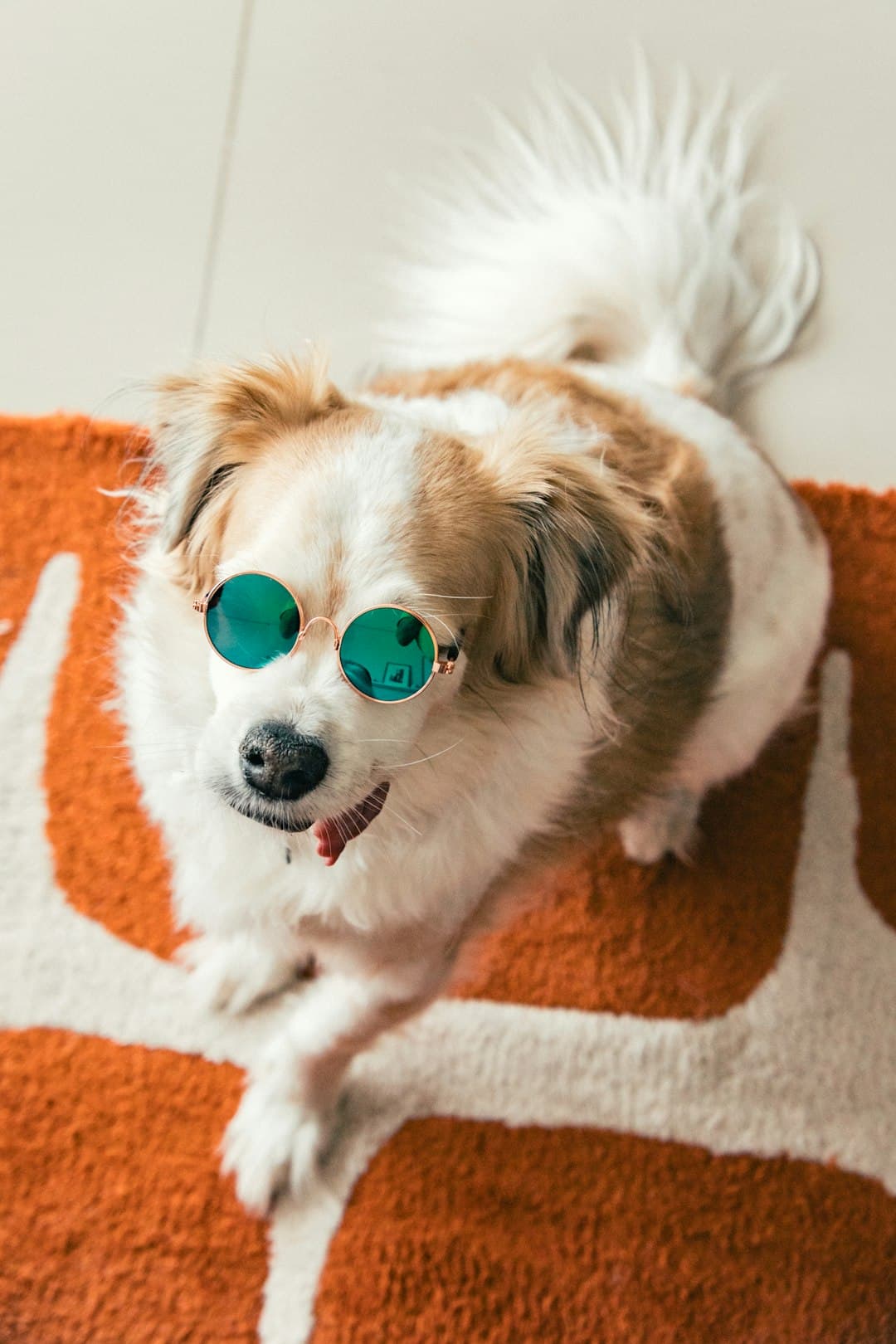 How to Remove Pet Stains and Odors From Carpet (8 Proven Methods)